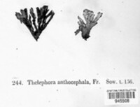 Thelephora anthocephala image